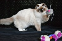 /album/nase-odchovy/ch-vivian-jantario-wittek-cz-016-jpg/